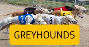 Bet on Greyhounds at Star Sports